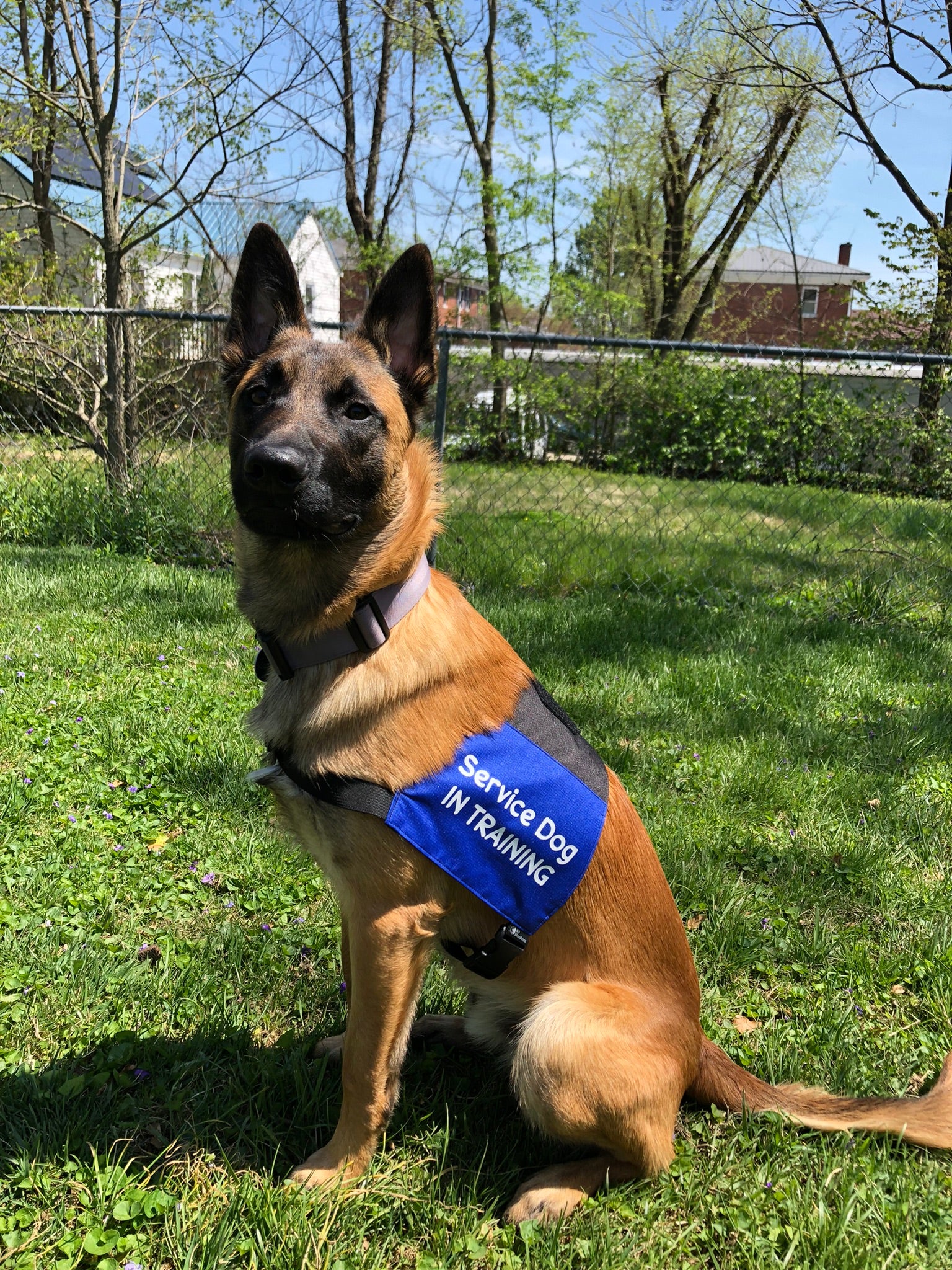 Service Dog in Training Vest: Do You Need It?